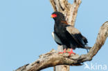 Bateleur