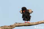 Bateleur