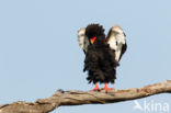 Bateleur