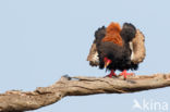 Bateleur