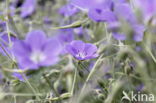 Beemdooievaarsbek (Geranium pratense)