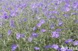 Beemdooievaarsbek (Geranium pratense)