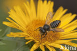 Behangersbij (Megachile sp.)