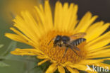 Behangersbij (Megachile sp.)