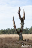 Birch (Betula)