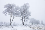 Berk (Betula)