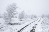 Birch (Betula)