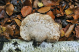 Birch polypore (Piptoporus betulinus)