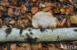 Birch polypore (Piptoporus betulinus)