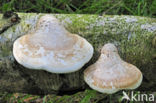 Birch polypore (Piptoporus betulinus)