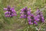 Betonie (Stachys officinalis)