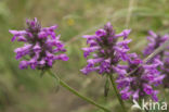 Betony (Stachys officinalis)