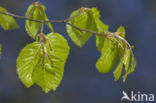 Beuk (Fagus sylvatica)