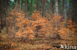 Beuk (Fagus spec.)