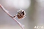 Beech (Fagus spec.)