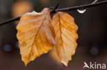 Beuk (Fagus spec.)