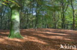 Beech (Fagus sylvatica)