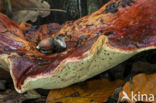 Biefstukzwam (Fistulina hepatica)