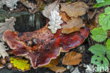 Beefsteak Fungus (Fistulina hepatica)