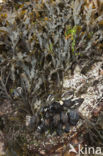 Bladder wrack (Fucus vesiculosus)