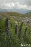 Blauwe monnikskap (Aconitum napellus)