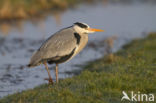 Grey Heron (Ardea cinerea)