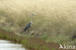 Grey Heron (Ardea cinerea)