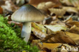 Blauwgegordelde gordijnzwam (Cortinarius collinitus)