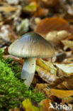 Blauwgegordelde gordijnzwam (Cortinarius collinitus)