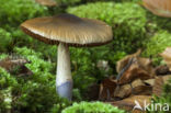 Blauwgegordelde gordijnzwam (Cortinarius collinitus)