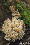 Bleke koraalzwam (Ramaria pallida)