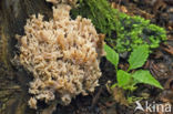 Bleke koraalzwam (Ramaria pallida)