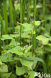 Boekweit (Fagopyrum esculentum)