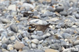 Bontbekplevier (Charadrius hiaticula)