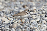 Bontbekplevier (Charadrius hiaticula)