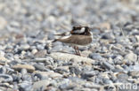 Bontbekplevier (Charadrius hiaticula)