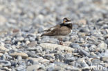 Ringed Plover (Charadrius hiaticula)
