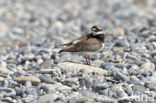 Bontbekplevier (Charadrius hiaticula)