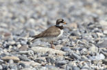 Bontbekplevier (Charadrius hiaticula)