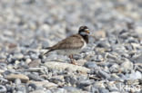 Bontbekplevier (Charadrius hiaticula)