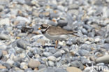 Bontbekplevier (Charadrius hiaticula)