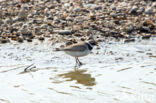 Bontbekplevier (Charadrius hiaticula)