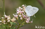 Boomblauwtje (Celastrina argiolus)