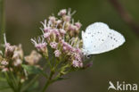 Boomblauwtje (Celastrina argiolus)