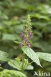 Hedge Woundwort (Stachys sylvatica)