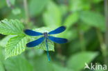 Bosbeekjuffer (Calopteryx virgo)