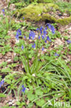 Bluebell (Scilla non-scripta)