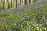 Bluebell (Scilla non-scripta)