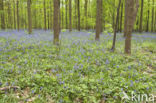 Bluebell (Scilla non-scripta)