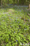 Bluebell (Scilla non-scripta)